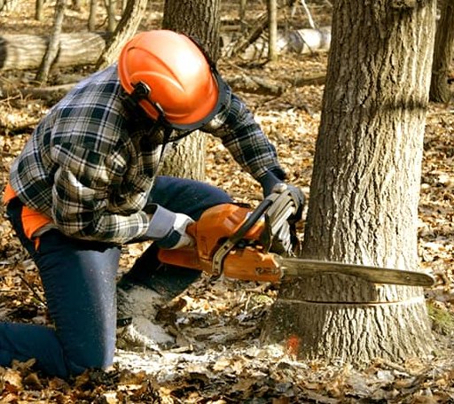 Tree Removal in Twin Brooks, SD
